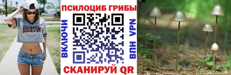 Псилоцибиновые грибы Psilocybine cubensis  наркотики  Псков 